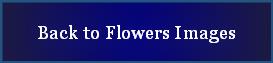 Back to Flowers Images